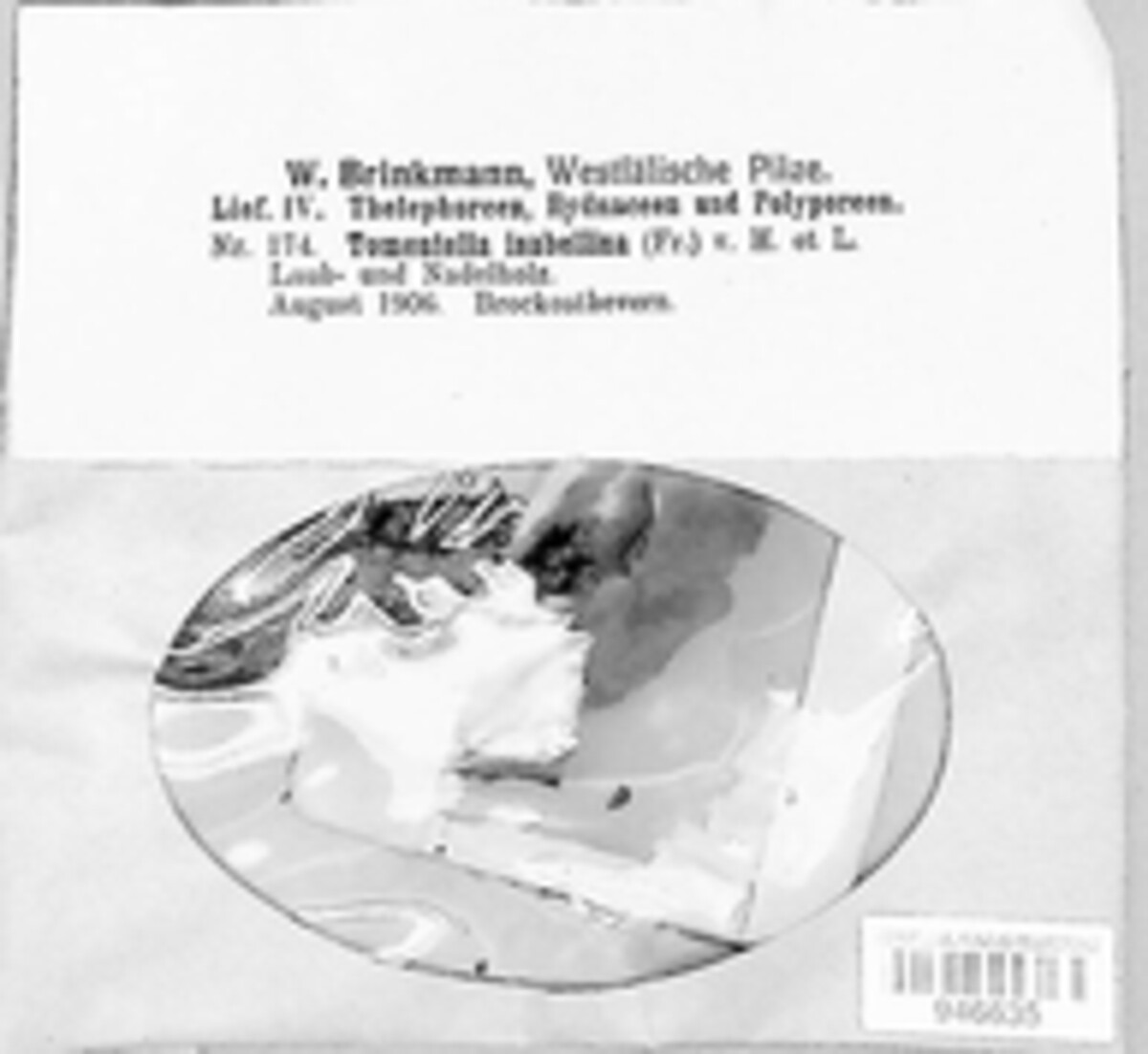 Botryobasidium isabellinum image